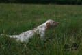 Setter Anglais ENGOON DE L'ECHO DE LA FORET Setter Anglais ENGOON DE L'ECHO DE LA FORET